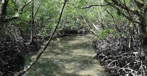 Mangroves of Andaman