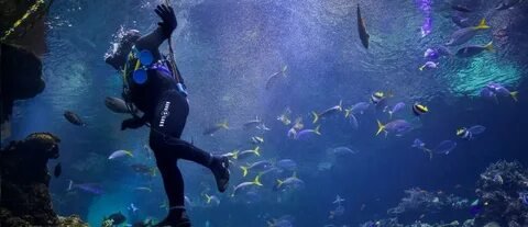 Scuba Diving Andaman Waters