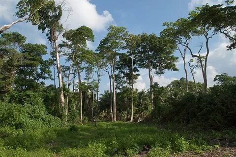 Tropical Forests Andaman