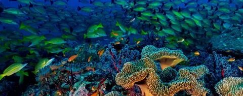 Vibrant Coral Reefs Andaman