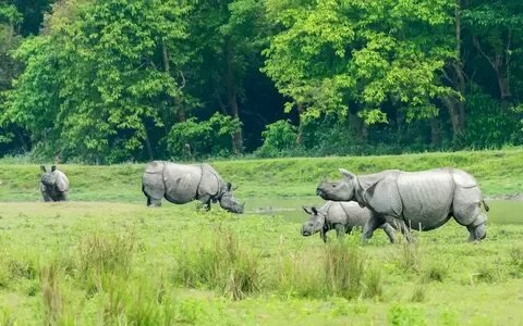 Kaziranga Rhino and Arunachal