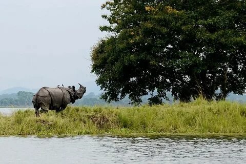 Kaziranga National Park Rhinos