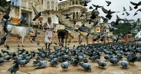 Rajasthan Pilgrimage - The Holiday Trips