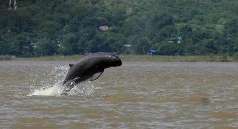 Chilika Lake Irrawaddy Dolphins - The Holiday Trips