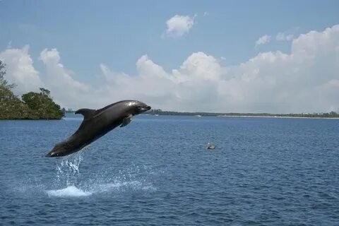 Goa Dolphin Safari