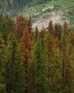 Pine Forests of Dalhousie