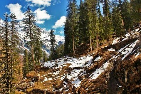 Pine forests in Chalal trek