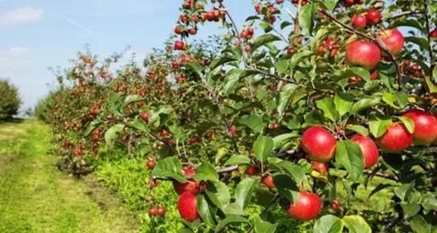 Apple orchards and valleys in Narkanda