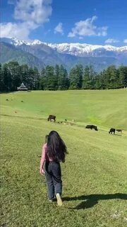 Lush meadows of Shangarh