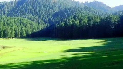 Lush Green Pine Forests in Dalhousie