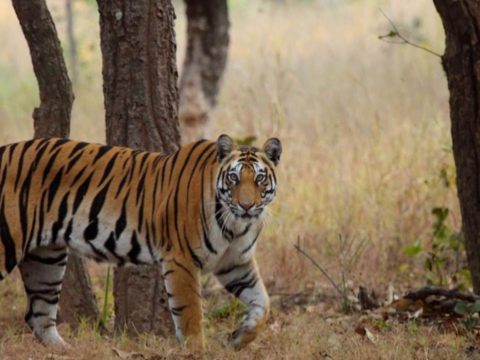 Nainital Corbett & Ranikhet