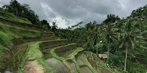 Tegalalang Rice Terrace Bali