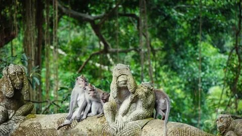 Sacred Monkey Forest Ubud