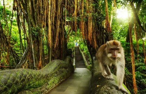 Sacred Monkey Forest Ubud