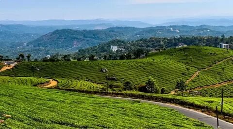 Kerala Hill Station & Wildlife Safari Tour