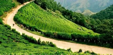 Munnar & Thekkady Nature Tour