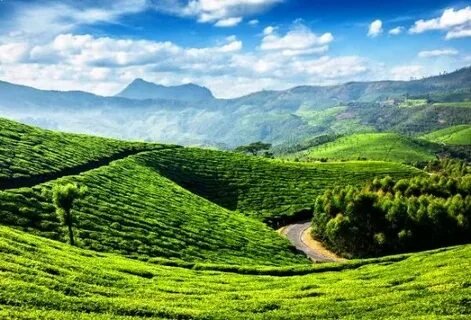 Munnar Tea Gardens Kerala