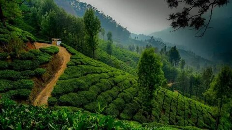 Munnar Tea Gardens
