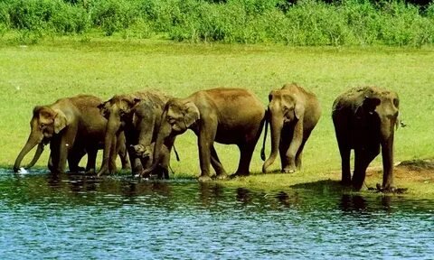 Periyar Wildlife Sanctuary Elephants