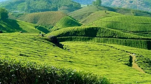 Munnar Tea Gardens Kerala