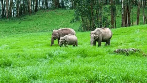 Periyar National Park Elephants