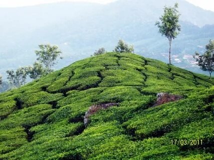 Munnar Tea Gardens Kerala