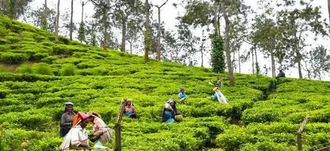 Spice Plantations of Thekkady