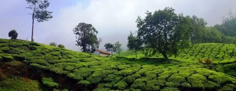 Munnar Tea Gardens Couples Tour