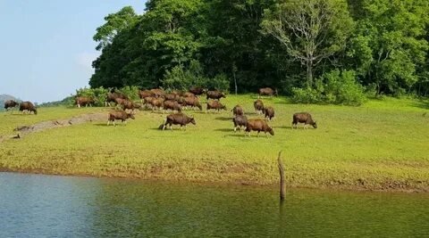 Periyar Wildlife Sanctuary