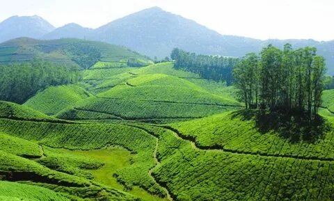 Munnar Tea Estates and Hills