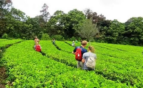 Spice Plantations Kerala