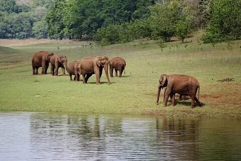 Wild Elephants at Periyar National Park