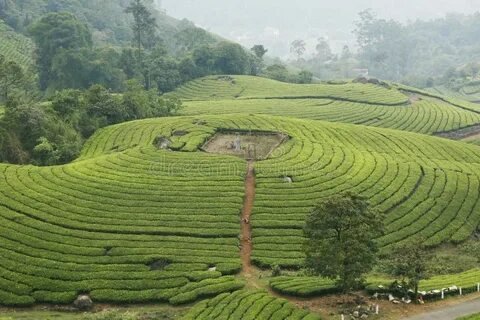 Misty Munnar Tea Gardens