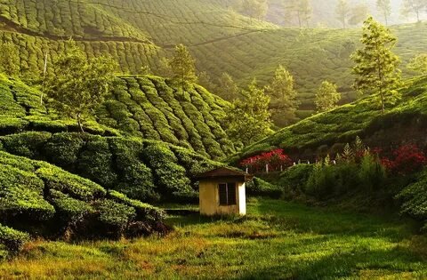 Munnar Tea Estates