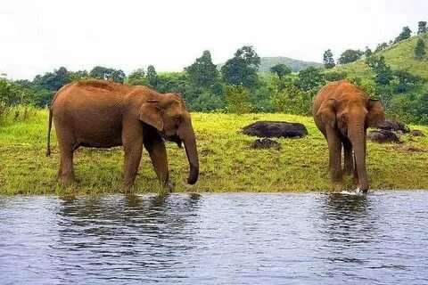 Periyar Wildlife Sanctuary Elephants