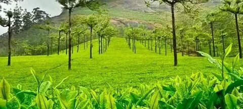 Spice Plantations of Kerala