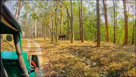 Muthanga Wildlife Sanctuary Safari