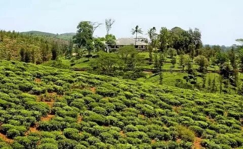 Wayanad Hills Kerala Tea Estates