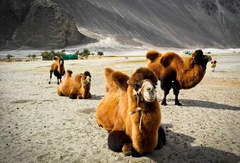 Bactrian Double Humped Camel Nubra Valley