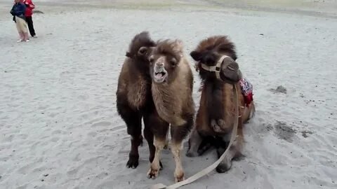 Bactrian Double Humped Camel Nubra Valley