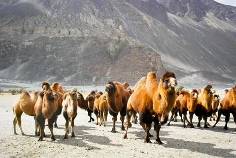 Khardung La Pass Highest Motorable Road