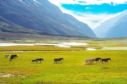Suru Valley Greenery