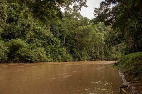 Lush Rainforest In Malaysia