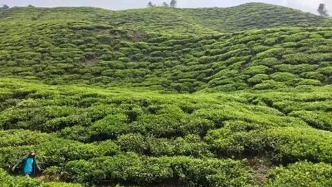 Cameron Highlands Tea Plantation