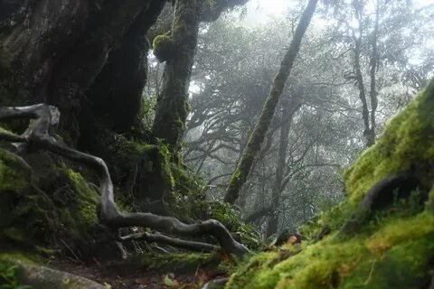 Mossy Forest Malaysia Nature