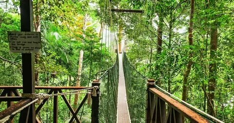 Taman Negara Rainforest Canopy Walk