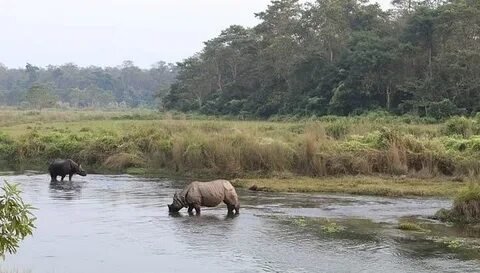 Rhino Safari Chitwan National Park