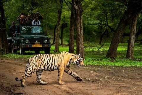 Bengal Tiger Safari