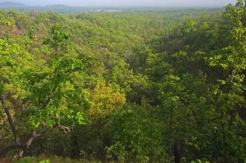 Dense Sal Forest Chitwan