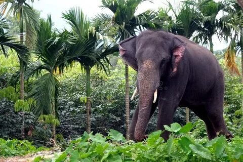 Elephant In Jungle